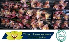 Cymbidium Reynella 60cm
