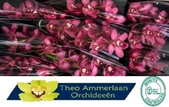 Cymbidium Red Dream 60cm