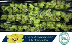 Cymbidium Mrs. Robin Hood 80cm