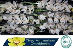 Cymbidium Hms. White Sensation 80cm