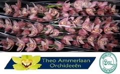 Cymbidium Reynella 80cm