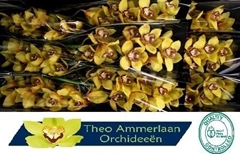 Cymbidium La Vie Stella 60cm