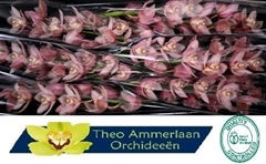 Cymbidium Reynella 80cm