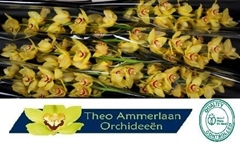 Cymbidium Yellow Cab 80cm