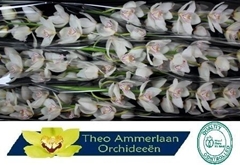 Cymbidium Mrs. White Crystal 80cm