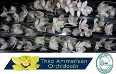Cymbidium Hms. White Sensation 60cm