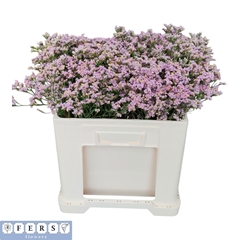 Limonium Sinense Anouchka Diamond 50cm 10gr.