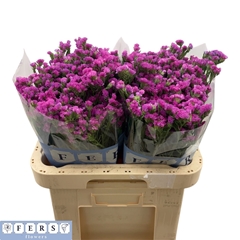 Limonium Sinuatum Raspberry Wings 60cm 40gr.