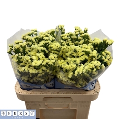 Limonium Sinuatum Glossy Wings 60cm 35gr.