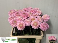 Dahlia Wizard Of Oz 60cm