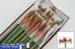 Hippeastrum Spider Tango 80cm