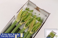 Hippeastrum Green Valley 75cm