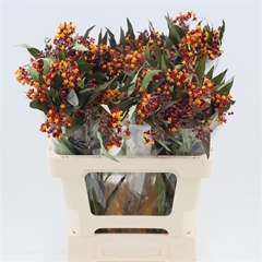Asclepias Tuberosa Red Beauty 60cm