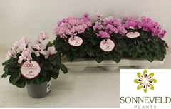 Cyclamen Petit Moulin 13Ø 27cm