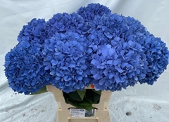 Hydrangea Pimpernel 80cm 20-22cm Hd