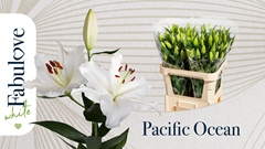 Lily Oriental Pacific Ocean 80cm 3+