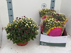 Chrysanth Mix 23Ø 27cm
