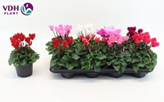 Cyclamen Super Serie Verano 12Ø 22cm