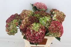 Hydrangea Revolution Classic 60cm 13-15cm Hd