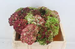Hydrangea Revolution Classic 50cm 9-11cm Hd
