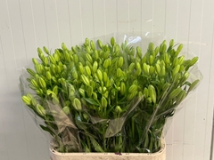 Lily La Larino 90cm 3+