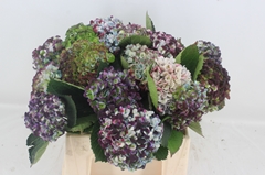 Hydrangea Revolution 40cm 8-10cm Hd