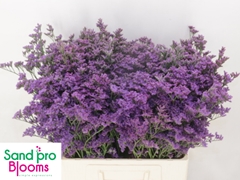 Limonium Shooting Star 60cm 20gr.