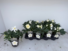 Helleborus Advent Star 13Ø 25cm