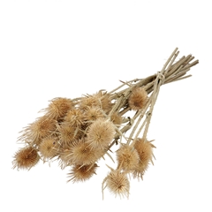 Dried Flowers Cardistella 55cm X10