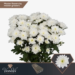 Chrysanth Spray Baltica 70cm 95gr.