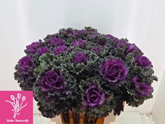 Brassica Crane Ruffle Red 55cm