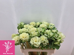 Brassica Crane Ruffle White 60cm