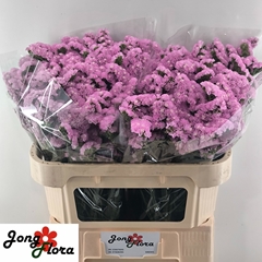 Limonium Sinuatum Fantasia Wings 70cm 35gr.