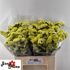 Limonium Sinuatum Glossy Wings 60cm 25gr.