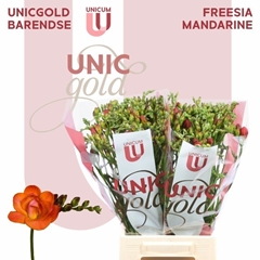 Freesia Double Mandarine 50cm 20gr.