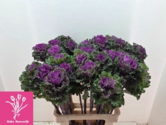 Brassica Crane Ruffle Red 70cm
