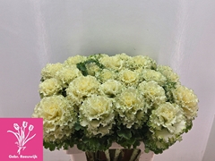 Brassica Crane Ruffle White 68cm