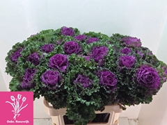 Brassica Crane Ruffle Red 80cm