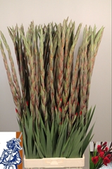 Gladiolus Costello 100cm 140gr.
