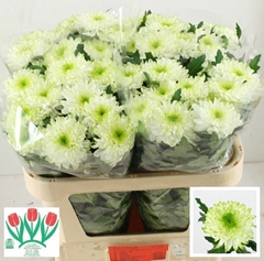 Chrysanth Single Zembla Lime 70cm 65gr.