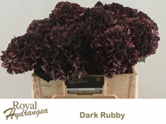 Hydrangea Dark Ruby Classic 40cm 11-13cm Hd