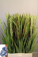 Gladiolus Mixed 100cm 140gr.