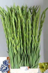 Gladiolus Kio 95cm 120gr.