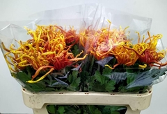 Chrysanth Single Cobra 80cm 90gr.