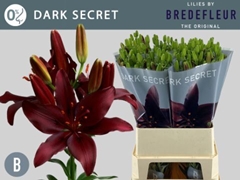Lily Asiatic Dark Secret 90cm 5+