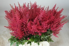 Astilbe Paul Gäarder 45cm