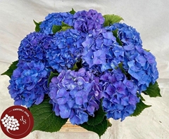 Hydrangea Royal Parade 65cm 10-12cm Hd