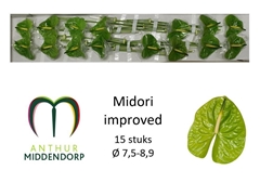 Anthurium Midori Improved 750cm Hd