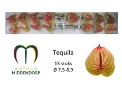 Anthurium Tequila 750cm Hd