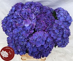 Hydrangea Rodeo Purple 65cm 16-18cm Hd